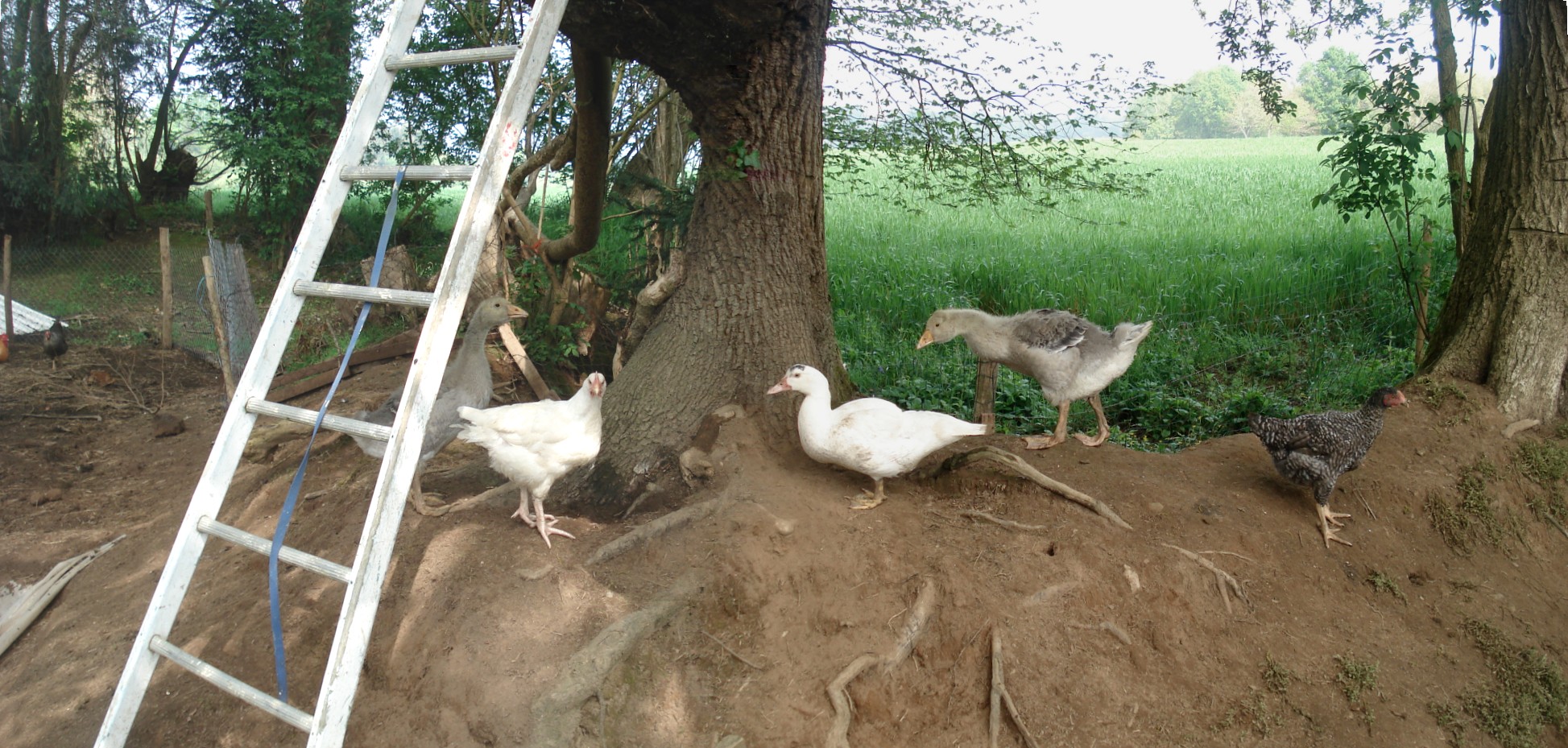 Les jeunes oies, canards et poulets